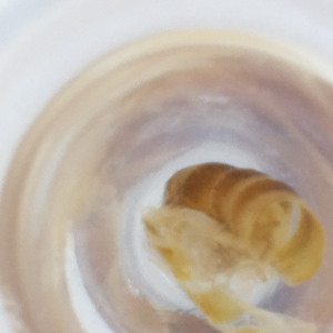  ( - FACE_029_D10)  @11 [ ] by  Genome Research Ltd as Wellcome Sanger Institute Genome Research Limited operating as Wellcome Sanger Institute