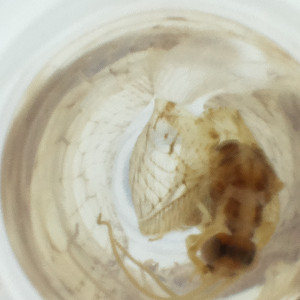  ( - FACE_106_B1)  @11 [ ] by  Genome Research Ltd as Wellcome Sanger Institute Genome Research Limited operating as Wellcome Sanger Institute