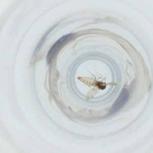  ( - FACE_106_B11)  @11 [ ] by  Genome Research Ltd as Wellcome Sanger Institute Genome Research Limited operating as Wellcome Sanger Institute