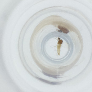  ( - FACE_106_H10)  @11 [ ] by  Genome Research Ltd as Wellcome Sanger Institute Genome Research Limited operating as Wellcome Sanger Institute