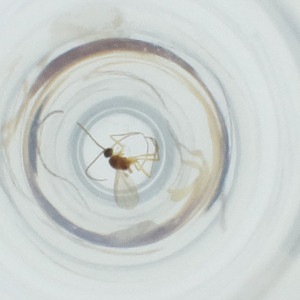  ( - FACE_117_B6)  @11 [ ] by  Genome Research Ltd as Wellcome Sanger Institute Genome Research Limited operating as Wellcome Sanger Institute