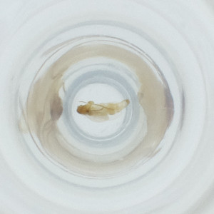  ( - FACE_129_A11)  @11 [ ] by  Genome Research Ltd as Wellcome Sanger Institute Genome Research Limited operating as Wellcome Sanger Institute