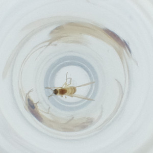  ( - FACE_129_C12)  @11 [ ] by  Genome Research Ltd as Wellcome Sanger Institute Genome Research Limited operating as Wellcome Sanger Institute