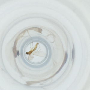  ( - FACE_130_B1)  @11 [ ] by  Genome Research Ltd as Wellcome Sanger Institute Genome Research Limited operating as Wellcome Sanger Institute