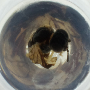  ( - FACE_155_G8)  @11 [ ] by  Genome Research Ltd as Wellcome Sanger Institute Genome Research Limited operating as Wellcome Sanger Institute