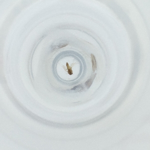  ( - FACE_196_B12)  @11 [ ] by  Genome Research Ltd as Wellcome Sanger Institute Genome Research Limited operating as Wellcome Sanger Institute