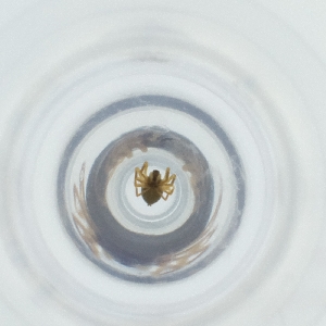  ( - FACE_197_C4)  @11 [ ] by  Genome Research Ltd as Wellcome Sanger Institute Genome Research Limited operating as Wellcome Sanger Institute