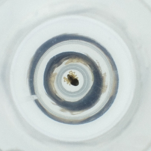  ( - FACE_236_A7)  @11 [ ] by  Genome Research Ltd as Wellcome Sanger Institute Genome Research Limited operating as Wellcome Sanger Institute