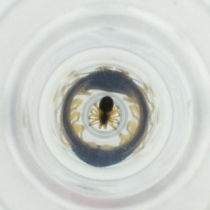  ( - FACE_236_G9)  @11 [ ] by  Genome Research Ltd as Wellcome Sanger Institute Genome Research Limited operating as Wellcome Sanger Institute