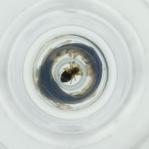  ( - FACE_237_C2)  @11 [ ] by  Genome Research Ltd as Wellcome Sanger Institute Genome Research Limited operating as Wellcome Sanger Institute