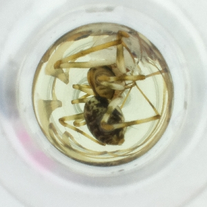  ( - FACE_237_F11)  @11 [ ] by  Genome Research Ltd as Wellcome Sanger Institute Genome Research Limited operating as Wellcome Sanger Institute