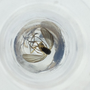  ( - FACE_239_G6)  @11 [ ] by  Genome Research Ltd as Wellcome Sanger Institute Genome Research Limited operating as Wellcome Sanger Institute