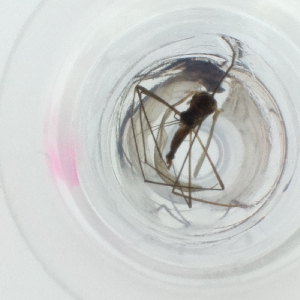  ( - FACE_242_F12)  @11 [ ] by  Genome Research Ltd as Wellcome Sanger Institute Genome Research Limited operating as Wellcome Sanger Institute