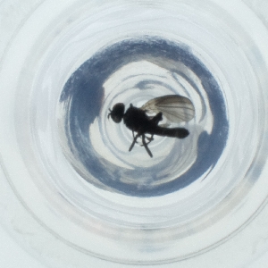  ( - FACE_286_D7)  @11 [ ] by  Genome Research Ltd as Wellcome Sanger Institute Genome Research Limited operating as Wellcome Sanger Institute