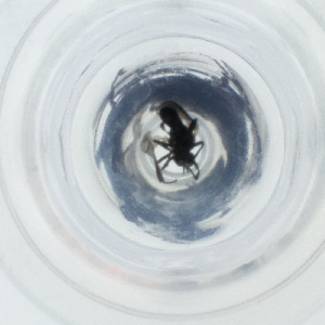  ( - FACE_286_E8)  @11 [ ] by  Genome Research Ltd as Wellcome Sanger Institute Genome Research Limited operating as Wellcome Sanger Institute