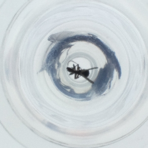  ( - FACE_286_G7)  @11 [ ] by  Genome Research Ltd as Wellcome Sanger Institute Genome Research Limited operating as Wellcome Sanger Institute