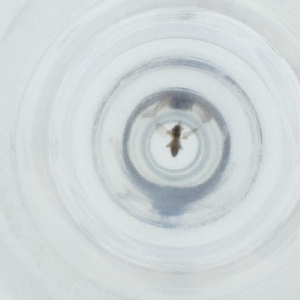  ( - FACE_296_F6)  @11 [ ] by  Genome Research Ltd as Wellcome Sanger Institute Genome Research Limited operating as Wellcome Sanger Institute