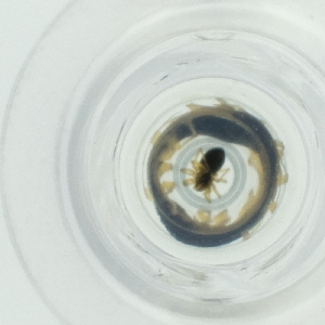  ( - FACE_303_H5)  @11 [ ] by  Genome Research Ltd as Wellcome Sanger Institute Genome Research Limited operating as Wellcome Sanger Institute