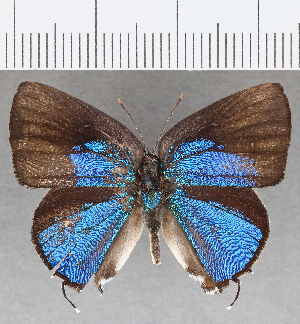  (Ostrinotes sp. CF03 - CFC00102)  @11 [ ] copyright (2020) Center For Collection-Based Research Center For Collection-Based Research