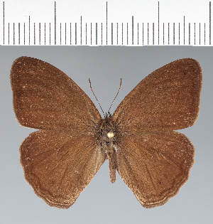  (Malaveria mimas - CFC10479)  @11 [ ] copyright (2022) Center For Collection-Based Research Center For Collection-Based Research