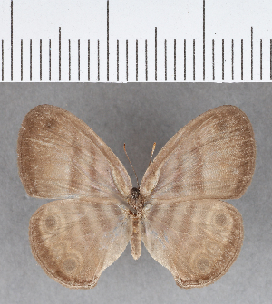  (Euptychia juanjoi - CFC11341)  @11 [ ] Copyright (2018) Center For Collection-Based Research Center For Collection-Based Research