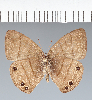  ( - CFC11358)  @11 [ ] copyright (2022) Center For Collection-Based Research Center For Collection-Based Research