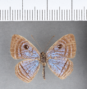  ( - CFC11446)  @11 [ ] Copyright (2018) Center For Collection-Based Research Center For Collection-Based Research