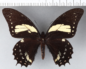  (Papilio menatius - CFC11629)  @11 [ ] Copyright (2018) Center For Collection-Based Research Center For Collection-Based Research