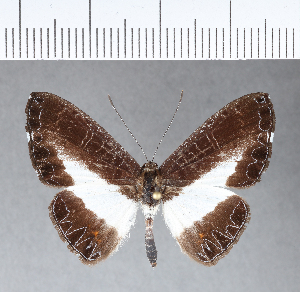  ( - CFC11790)  @11 [ ] Copyright (2018) Center For Collection-Based Research Center For Collection-Based Research