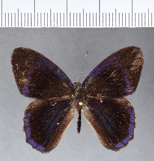  ( - CFC11797)  @11 [ ] Copyright (2018) Center For Collection-Based Research Center For Collection-Based Research