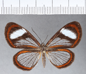  (Ithomeis aurantiaca lauronia - CFC11807)  @11 [ ] Copyright (2018) Center For Collection-Based Research Center For Collection-Based Research