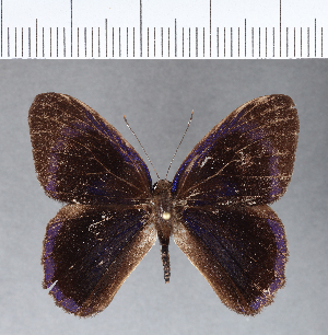  ( - CFC11912)  @11 [ ] Copyright (2018) Center For Collection-Based Research Center For Collection-Based Research