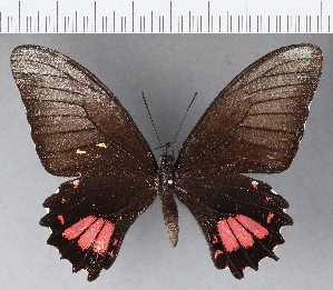  (Papilio torquatus - CFC12160)  @13 [ ] Copyright (2018) Center For Collection-Based Research Center For Collection-Based Research
