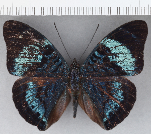  ( - CFC12174)  @13 [ ] Copyright (2019) Center For Collection-Based Research Center For Collection-Based Research