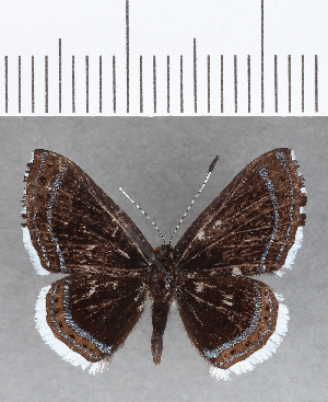  ( - CFC13003)  @11 [ ] Copyright (2019) Center For Collection-Based Research Center For Collection-Based Research