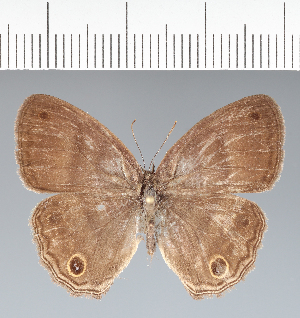  ( - CFC01323)  @11 [ ] copyright (2022) Center For Collection-Based Research Center For Collection-Based Research