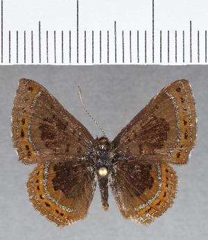  ( - CFC13232)  @11 [ ] Copyright (2019) Center For Collection-Based Research Center For Collection-Based Research
