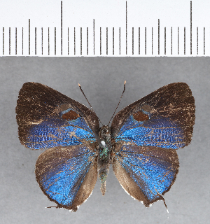  (Siderus athymbra sp. CF2 - CFC13319)  @11 [ ] Copyright (2018) Center For Collection-Based Research Center For Collection-Based Research