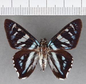  ( - CFC13455)  @11 [ ] Copyright (2018) Center For Collection-Based Research Center For Collection-Based Research