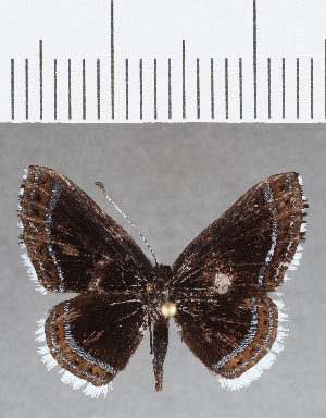  ( - CFC13605)  @11 [ ] Copyright (2019) Center For Collection-Based Research Center For Collection-Based Research