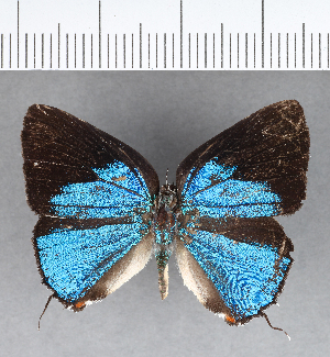  ( - CFC14049)  @11 [ ] Copyright (2018) Center For Collection-Based Research Center For Collection-Based Research