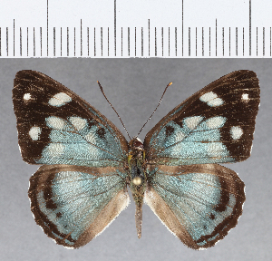  ( - CFC14062)  @11 [ ] Copyright (2019) Center For Collection-Based Research Center For Collection-Based Research
