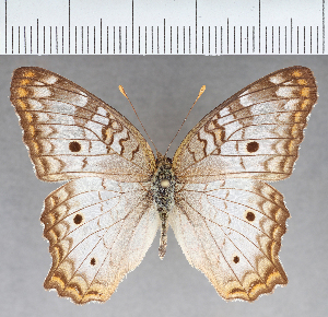  (Anartia sp. CF01 - CFC15223)  @11 [ ] copyright (2021) Center For Collection-Based Research Center For Collection-Based Research