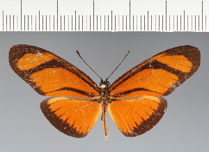  (Heliconiini_gen sp. CF17 - CFC15721)  @11 [ ] copyright (2023) Center For Collection-Based Research Center For Collection-Based Research