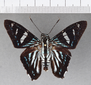  (Phocides metrodorus - CFC15898)  @13 [ ] Copyright (2018) Center For Collection-Based Research Center For Collection-Based Research