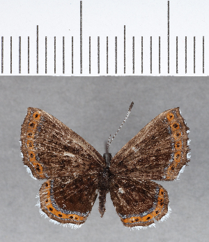  ( - CFC15906)  @11 [ ] Copyright (2018) Center For Collection-Based Research Center For Collection-Based Research