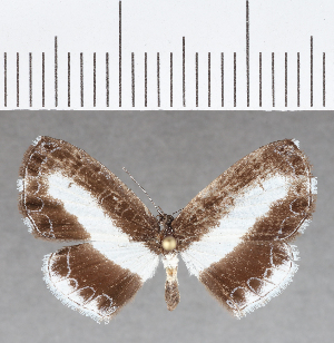  ( - CFC16005)  @11 [ ] Copyright (2019) Center For Collection-Based Research Center For Collection-Based Research
