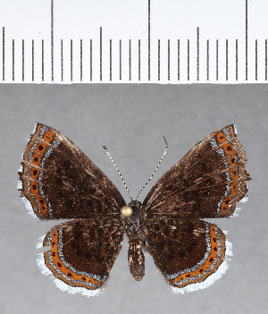  ( - CFC16014)  @11 [ ] Copyright (2018) Center For Collection-Based Research Center For Collection-Based Research