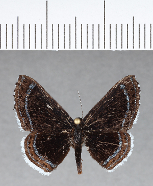  ( - CFC16016)  @11 [ ] Copyright (2018) Center For Collection-Based Research Center For Collection-Based Research