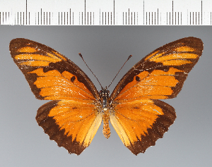  (Heliconiini_gen sp. CF18 - CFC16290)  @11 [ ] copyright (2023) Center For Collection-Based Research Center For Collection-Based Research